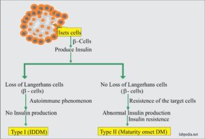 Chapter 24: Autoimmune Diseases, Diabetes Mellitus Type 1, Insulin ...