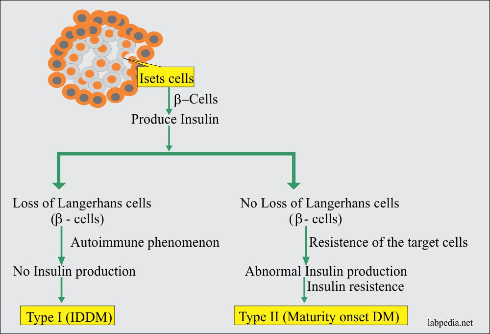 Chapter 24: Autoimmune diseases, Diabetes Mellitus Type 1, Insulin-Dependent Diabetes Mellitus, Juvenile-Onset Diabetes (IDDM)