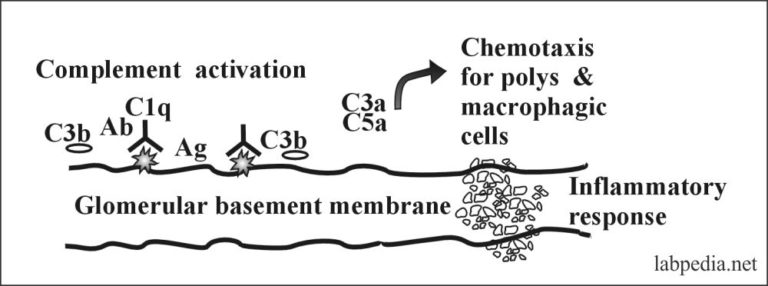 Chapter 12: Type II Hypersensitivity Reaction And ADCC (Cytotoxic ...