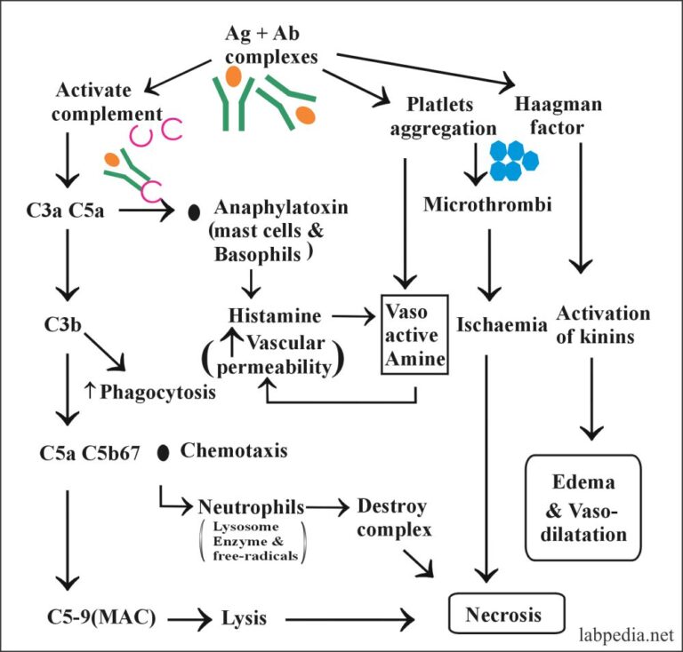 Chapter 13: Hypersensitivity Reaction Type III, Immune Complex Disease ...