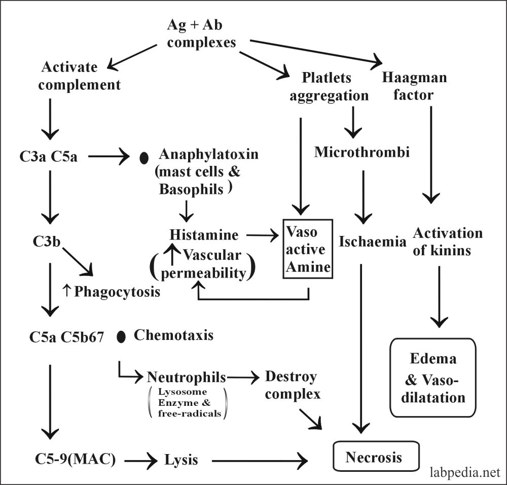 Chapter 13: Hypersensitivity Reaction Type Iii, Immune Complex Disease 