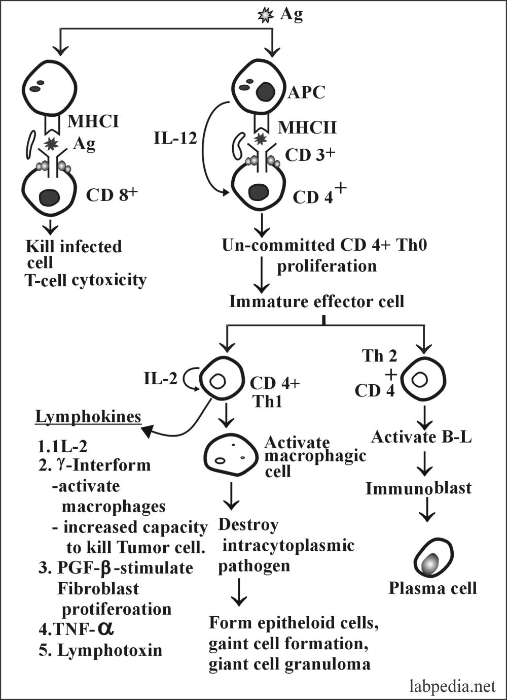 Fig 111: Type IV Hypersensitivity Reaction