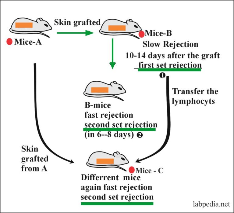 Chapter 15: Transplantation And Rejection Phenomenon - Labpedia.net