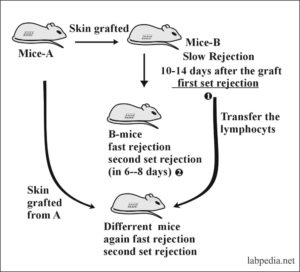 Chapter 15: Transplantation and Rejection Phenomenon – Labpedia.net