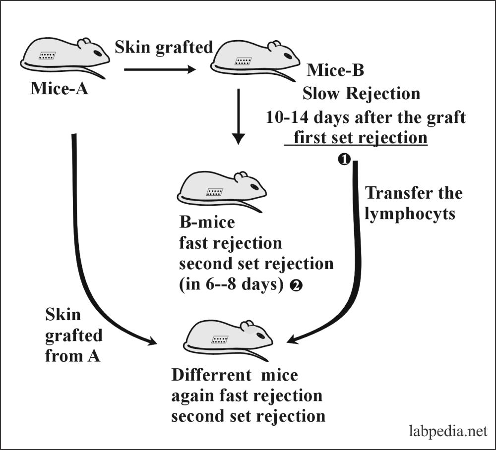 Chapter 15: Transplantation and Rejection Phenomenon – Labpedia.net