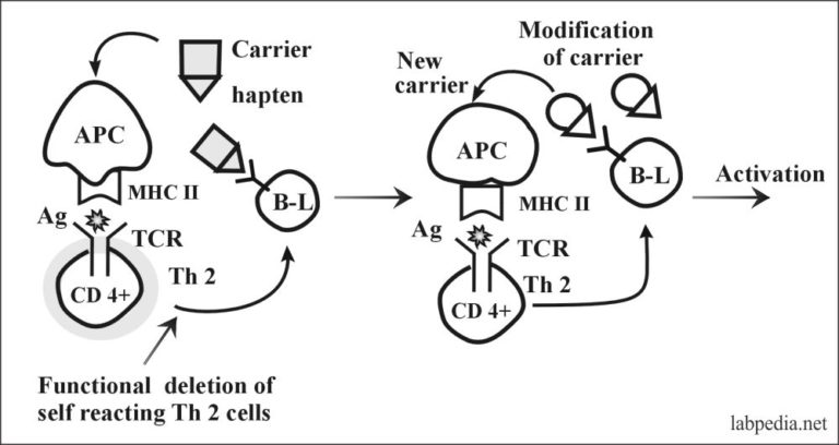 Chapter 16: Autoimmunity, Immunologic Tolerance, And Mechanism Of ...