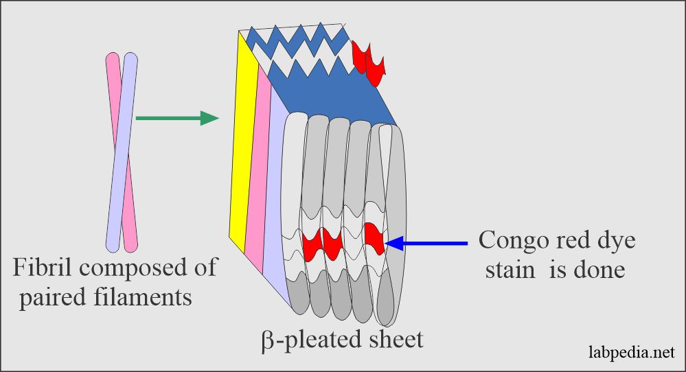 Fig 176: Physical Structure of Amyloid Material
