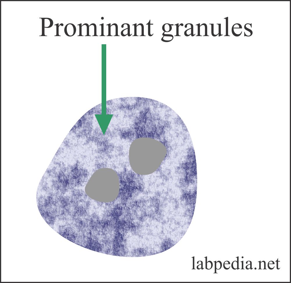 Fig 42: Basophil with prominent granules