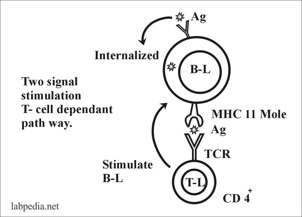 Fig 51: Two signal stimulation of B-Lymphocytes
