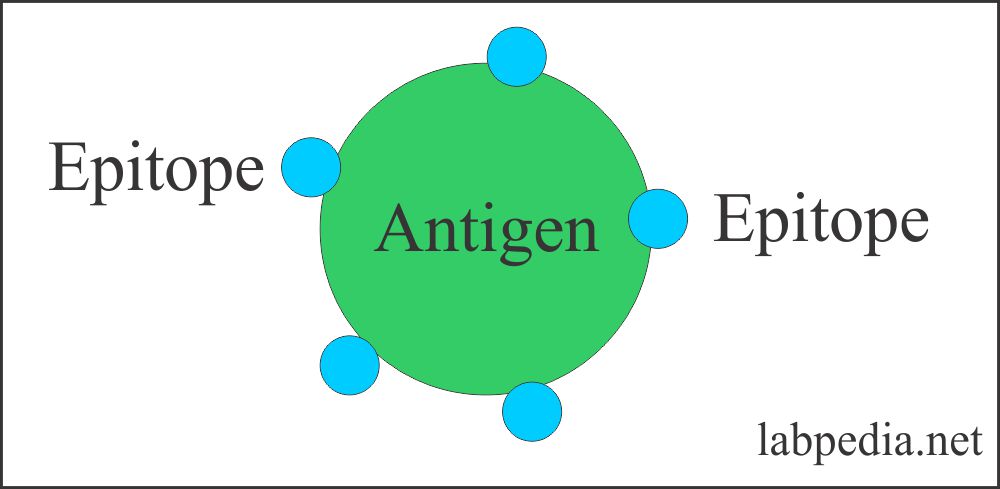 Antigen with epitope