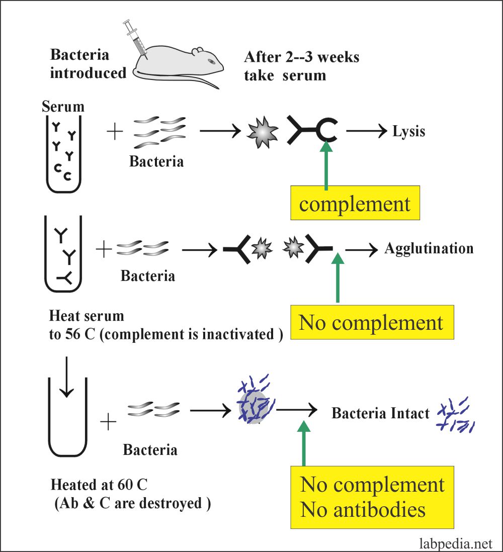 chapter-9-complement-complement-system-labpedia