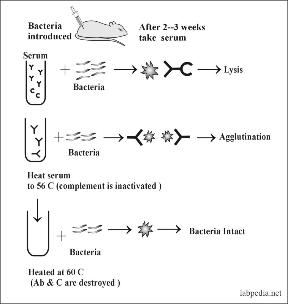 Chapter 9: Complement – Labpedia.net