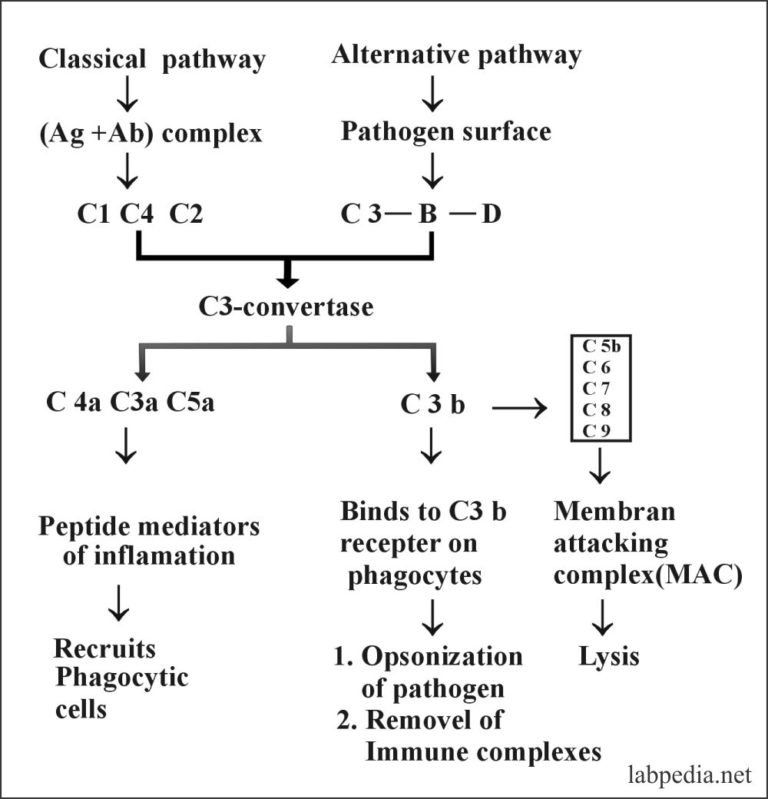 Chapter 9: Complement (Complement System) - Labpedia.net