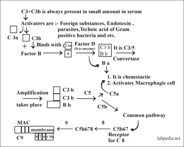 Chapter 9: Complement (Complement System) - Labpedia.net