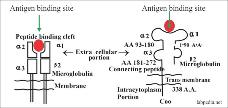 Chapter 10: Human Leucocyte Antigen (HLA), Major Histocompatibility ...