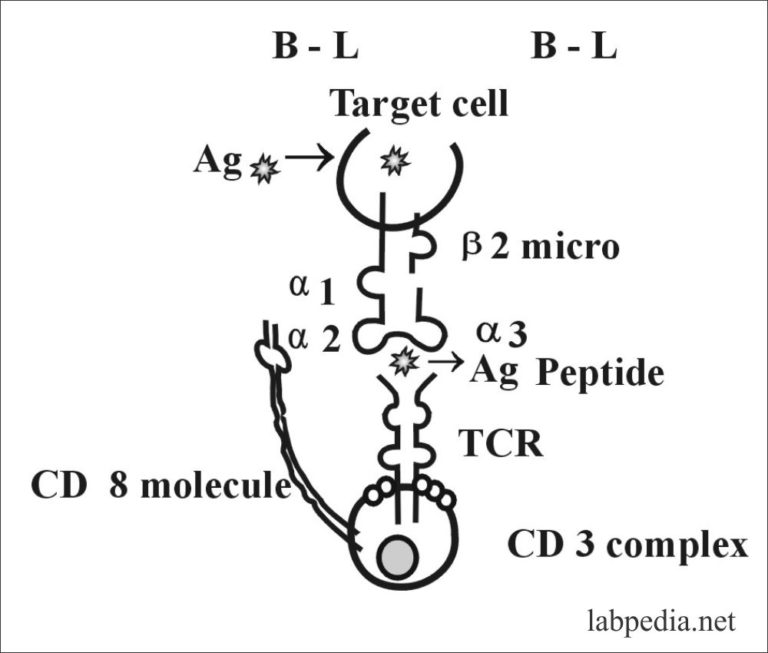 Chapter 10: Human Leucocyte Antigen (HLA), Major Histocompatibility ...