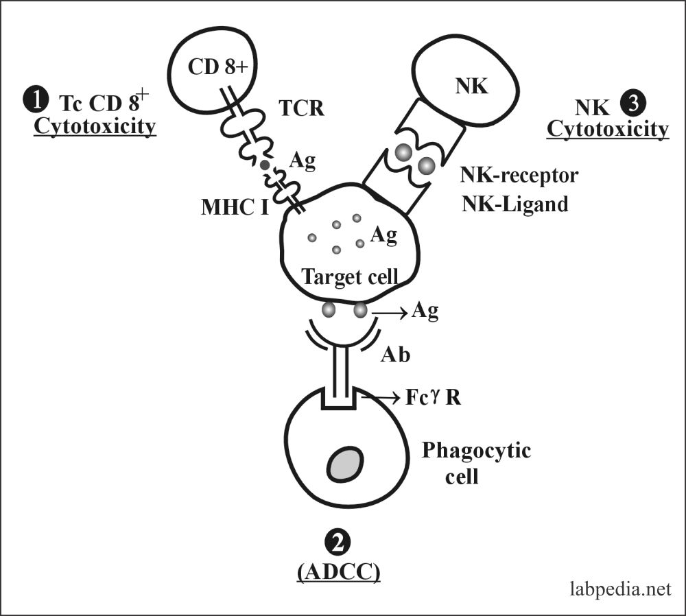 Fig 87: Summary of mechanism of cell cytotoxicity