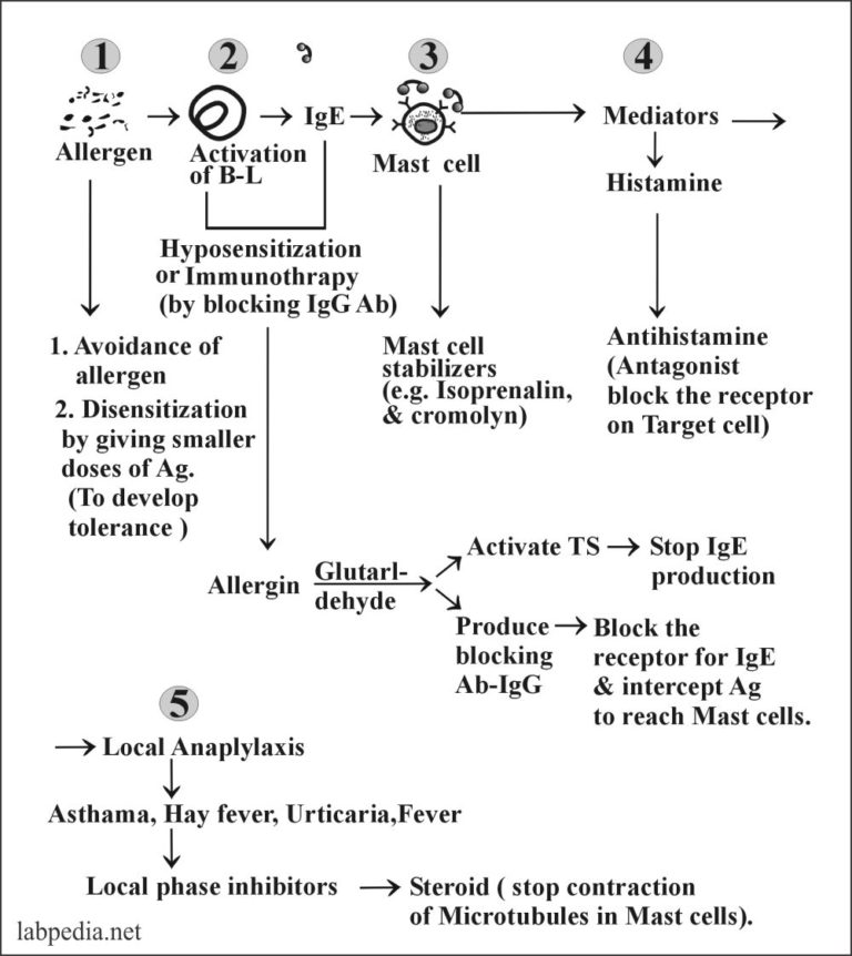 Chapter 11:- Type 1 Hypersensitivity Reaction, Anaphylaxis, Atopy, And ...