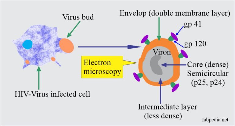 Chapter 29: Acquired Immune Deficiency Syndrome (AIDS), HIV Infection ...