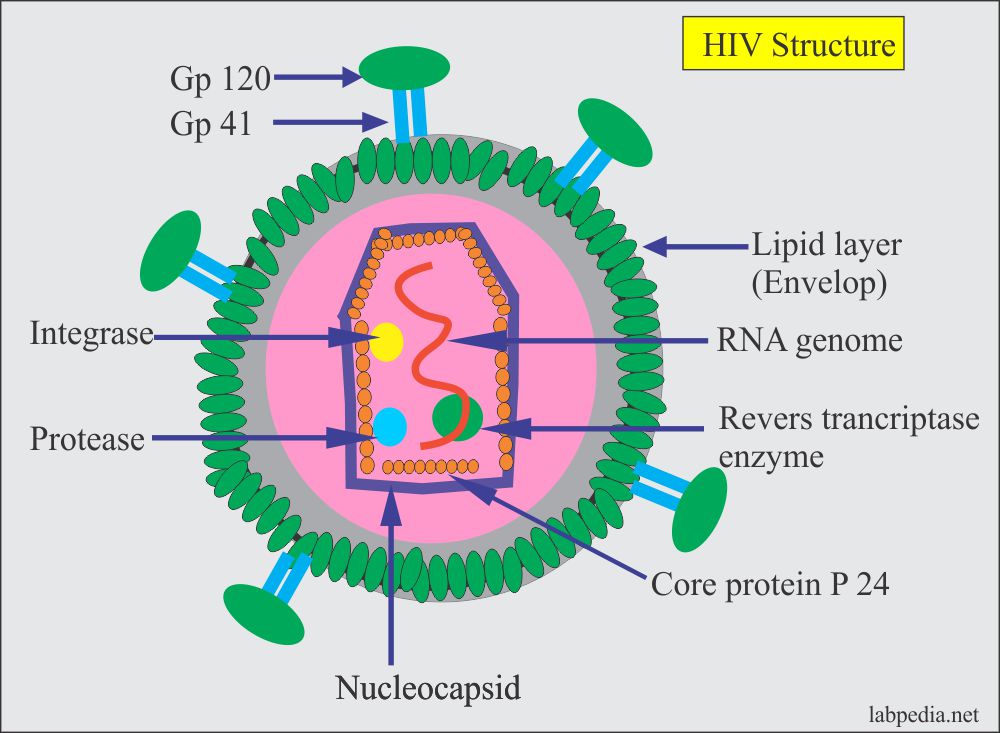 HIV structure