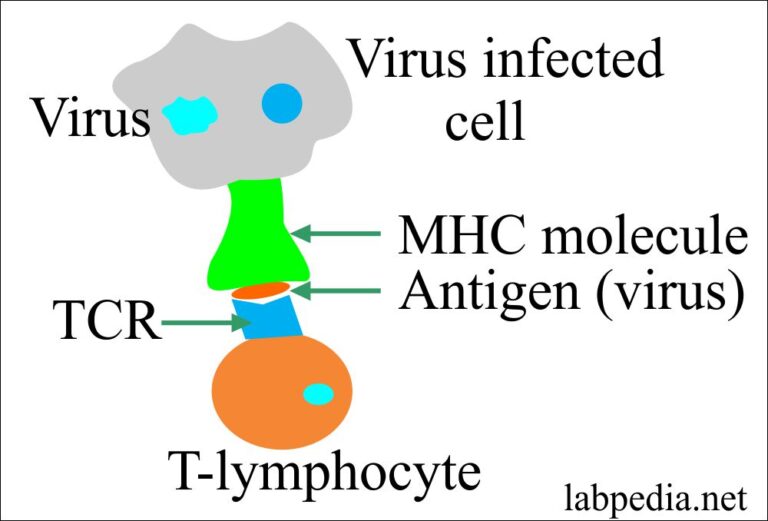 Chapter 10: Human Leucocyte Antigen (HLA), Major Histocompatibility ...