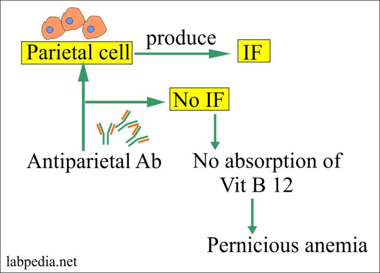 Chapter 22 Autoimmune Diseases Pernicious Anemia Vitamin B12 