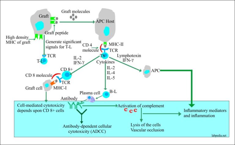 Chapter 15: Transplantation And Rejection Phenomenon - Labpedia.net