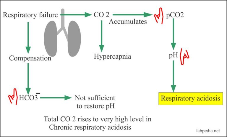 Acid-base Balance – Part 2 – Respiratory Acidosis and Respiratory ...