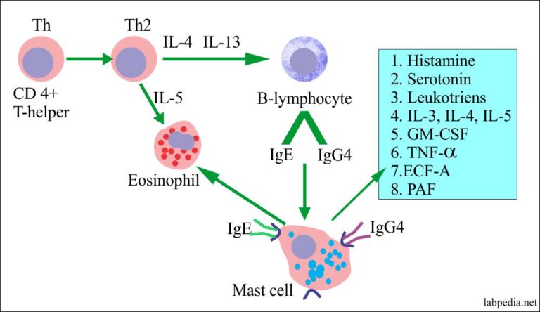 hypersensitivity type 1 mediators