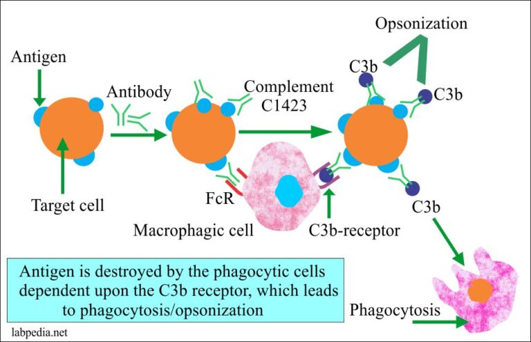 Chapter 12: Type II Hypersensitivity Reaction And ADCC (Cytotoxic ...