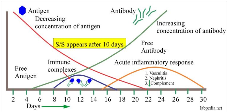 Chapter 13: Hypersensitivity Reaction Type III, Immune Complex Disease