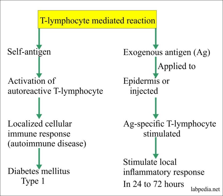 Chapter 14: Hypersensitivity Reaction Type IV, Cell Mediated Delayed ...