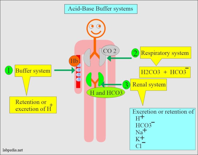 Acid-base Balance:- Part 3 – Respiratory Acidosis And Respiratory ...