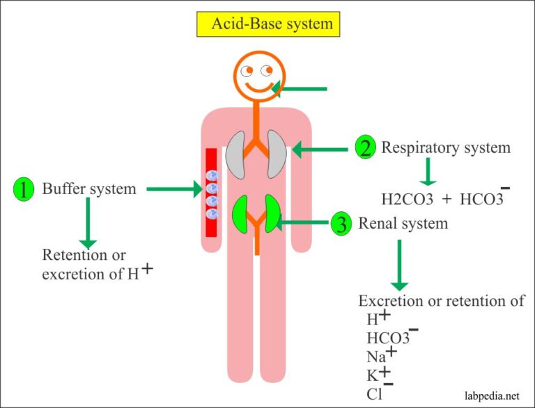 ati video case study acid base balance respiratory alkalosis