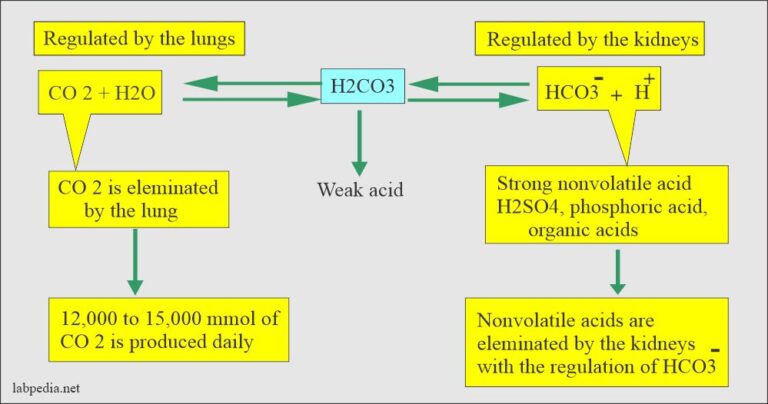 Acid-base Balance:- Part 3 - Respiratory Acidosis and Alkalosis ...