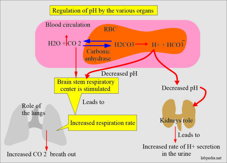 Acid Base Balance Part 2 Introduction Of Acid Base Balance 