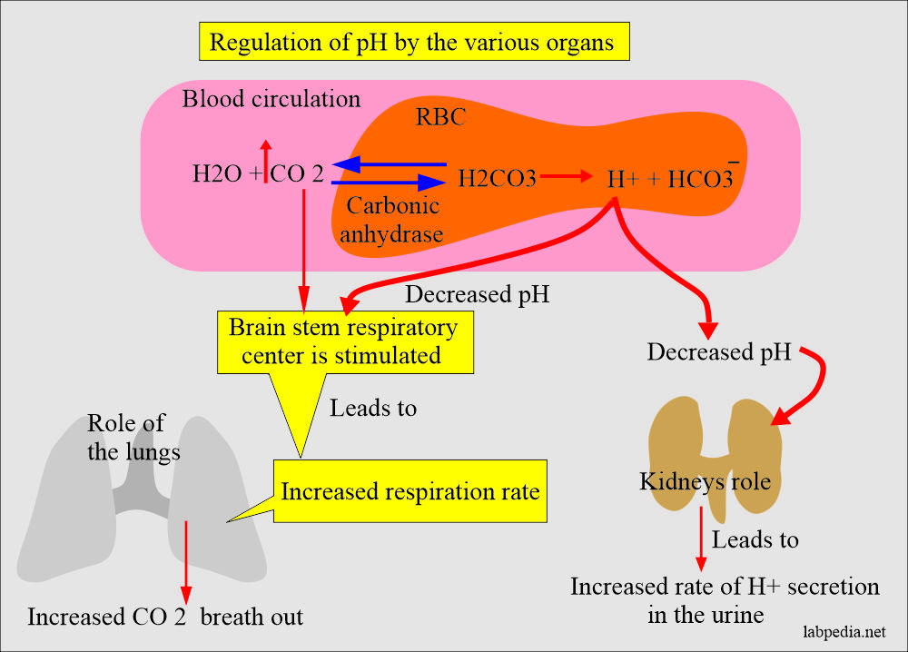 Acid base control by the various organs of the body