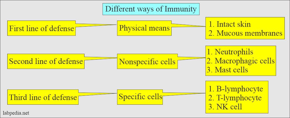 chapter 2: Innate immunity and different ways