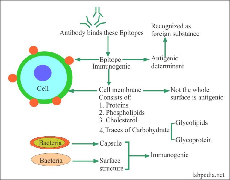 Chapter 3 Immunogen and Antigen