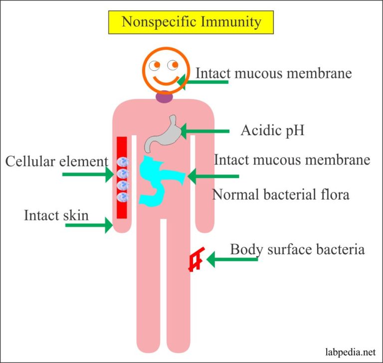 Chapter 2: Innate (Nonspecific) Immunity - Labpedia.net