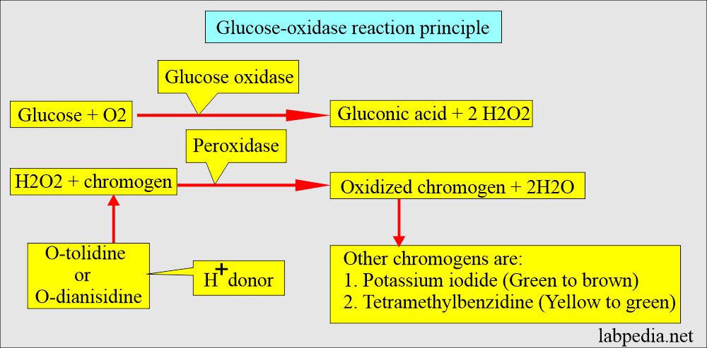 Urina analysis: Glucose-oxidase principle