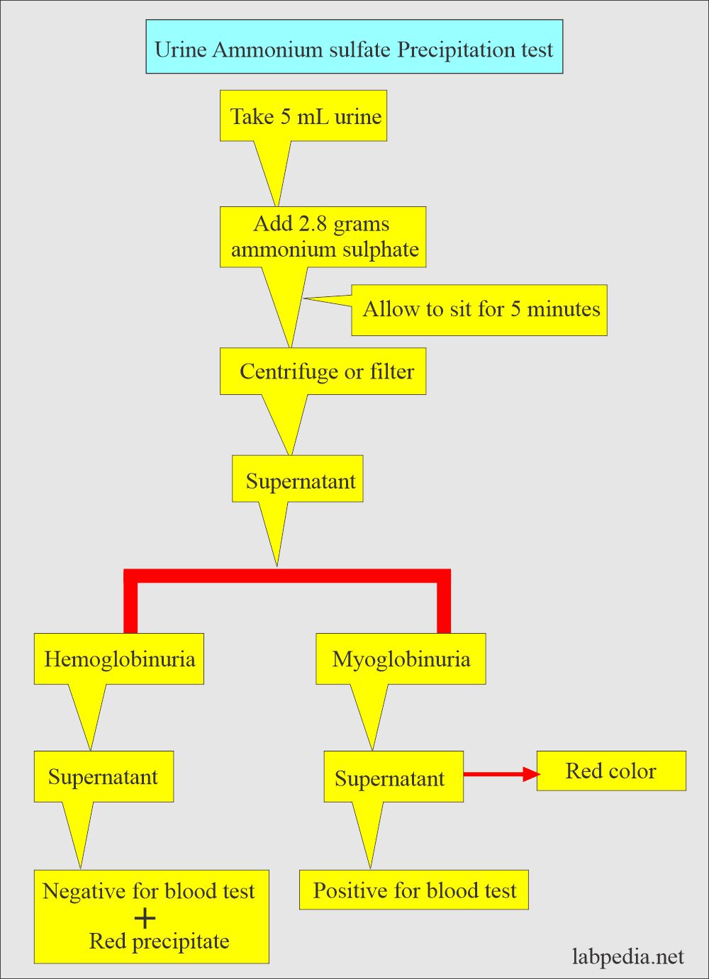 Urine ammonium sulfate test for the D/D of hemoglobinuria and myoglobinuria
