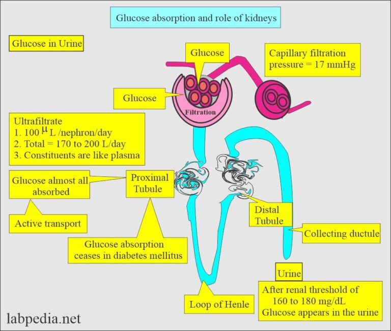 Urine Analysis Chemical Examination and Interpretations (Part 4