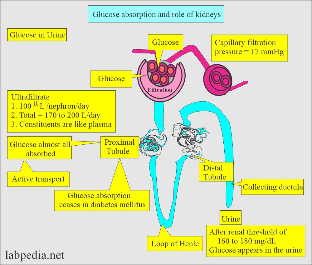 Urine glucose and role of kidneys
