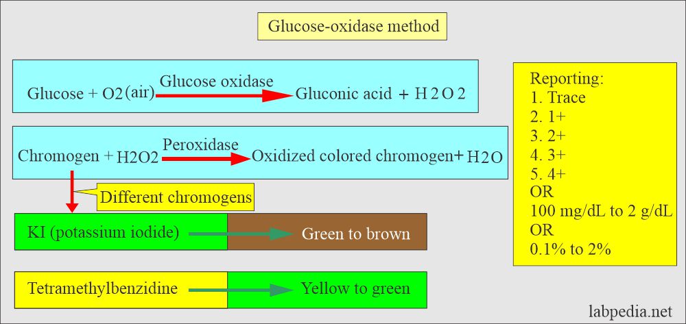 Urine glucose oxidase method