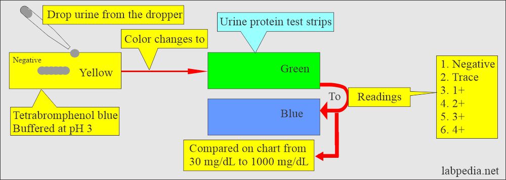 Urine protein reagent strips