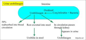 urine urobilinogen labpedia interpretations examination