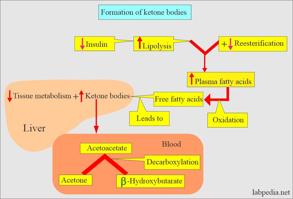 ketone bodies formation