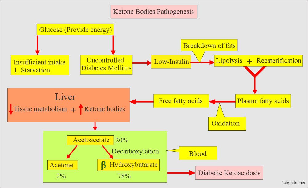 Chemical examination of urine: ketone bodies metabolism and their presence in diabetic patients