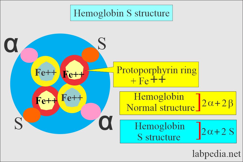 Hb-S structure 
